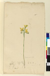 Pagina 136. Diuris aurea