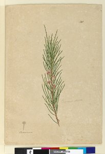 Pagina 141. Casuarina strictaAllocasuarina verticillata door John William Lewin