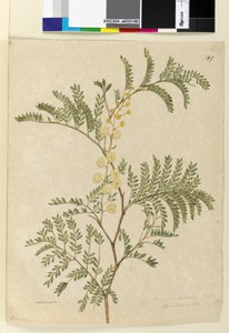 Pagina 149. Acacia discolorAcacia terminalis door John William Lewin