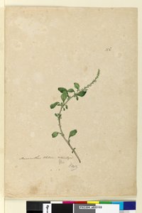 Pagina 156. Amaranthus Blitum