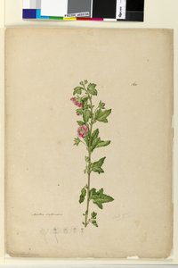 Pagina 160. Malva capensis
