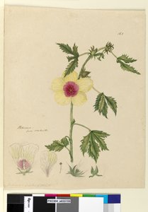 Pagina 163. Hibiscus