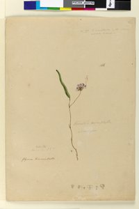 Pagina 166. Kennedia monophyllaHardenbergia violacea door John William Lewin