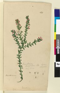 Pagina 168. Eriostemon buxifolium