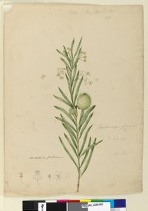 Pagina 173. Asclepias fruticosa, c.1803-06 door John William Lewin