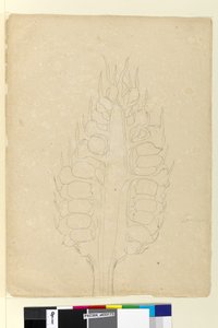 Pagina 178a. Zamia door John William Lewin