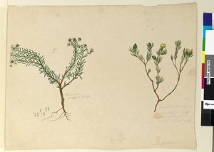 Pagina 179. Gompholobium; 180. Poranthera ericafolia door John William Lewin