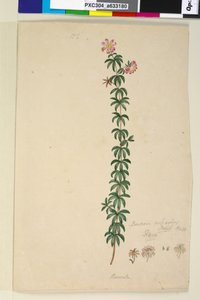 Pagina 186. Bauera rubioides door John William Lewin