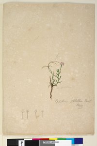 Pagina 187. Epilobium glabellum door John William Lewin