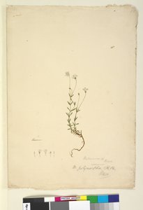 Pagina 18. Mitrasacme polymorpha, c.1803-06 door John William Lewin