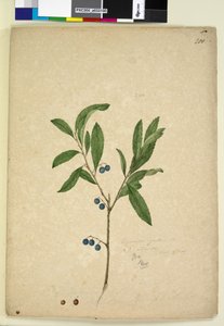 Pagina 200. Elaeocarpus reticulatus door John William Lewin