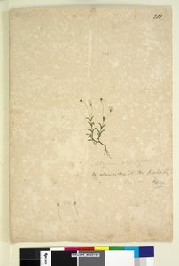 Pagina 201. Mitrasacme alsinoides door John William Lewin