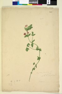 Pagina 203. Anagallis arvenis