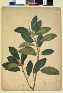 Pagina 216. Ficus rubiginosa door John William Lewin