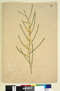 Pagina 219. Acacia angustifolia door John William Lewin