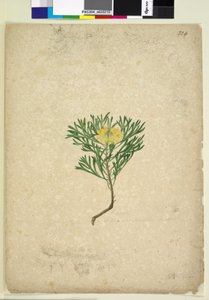 Pagina 224. Isopogon anemonifolius door John William Lewin