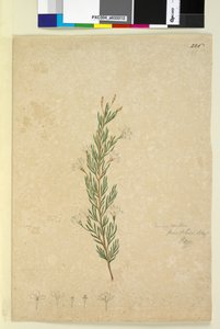 Pagina 226. Ricinocarpus pinifolius door John William Lewin