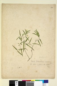 Pagina 230. Geitonoplesium cymosum door John William Lewin