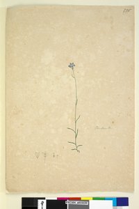 Pagina 235. Campanula door John William Lewin