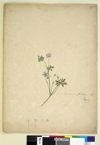 Pagina 237. Geranium pilosum door John William Lewin