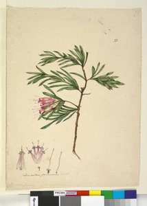 Pagina 23. Lambertia formosa, c.1803-06 door John William Lewin