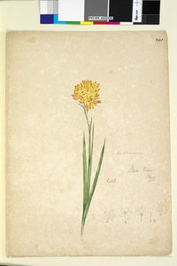 Pagina 241. Ixia lutea