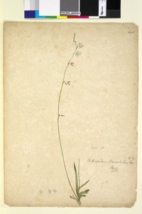 Pagina 246. Arthropodium paniculatum door John William Lewin