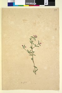 Pagina 252. Ongeïdentificeerde plant