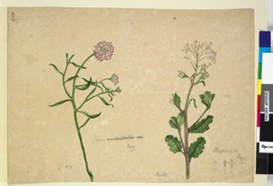 Pagina 253. Iberis umbellata; Hesperis sp. door John William Lewin