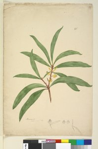 Pagina 25. Persoonia salicina, c.1803-06