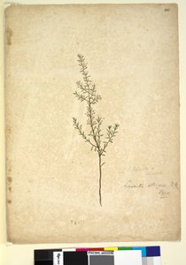 Pagina 261. Lissanthe strigosa