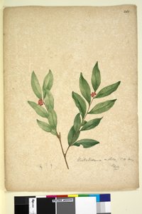 Pagina 263. Wikstroemia indica door John William Lewin