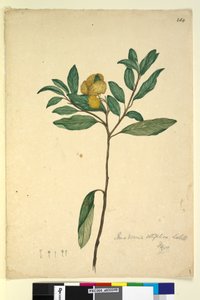 Pagina 264. Pomaderris elliptica