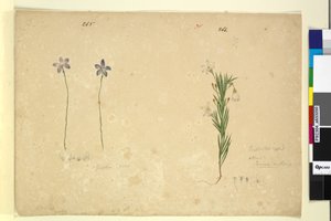 Pagina 265. Glossodia minor; 266. Ricinocarpus door John William Lewin