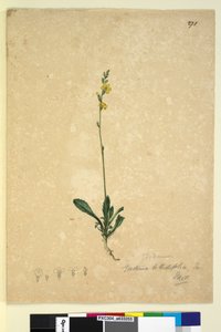 Pagina 271. Goodenia bellidifolia door John William Lewin
