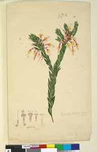 Pagina 33. Styphelia triflora, c.1803-06