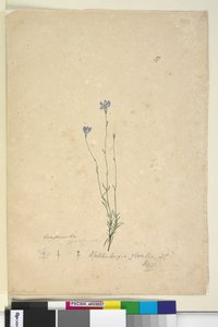 Pagina 37. Wahlenbergia gracilis door John William Lewin