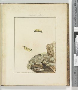 Pagina 39. Plaat 10 Lithosa Replana, 1803-04