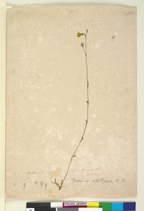 Pagina 47. Goodenia stelligera, c.1803-06