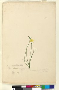Pagina 55. Hypoxis hygrometrica