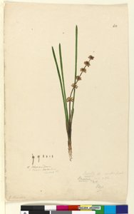 Pagina 62. Xerotes Lomandra multiflora door John William Lewin