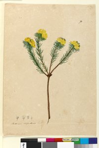 Pagina 70. Pultenaea stipularis door John William Lewin