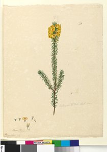 Pagina 73. Dillwynia rubis?, c.1803-06 door John William Lewin