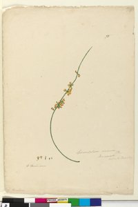 Pagina 75. Sphaerolobium vimineum door John William Lewin