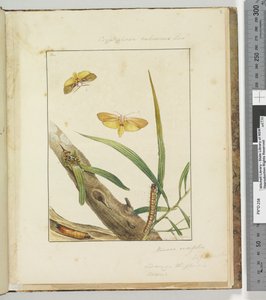 Pagina 7. Pl.2 Cryptophasa Rebescens Lewin