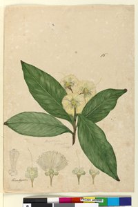 Pagina 85. Angophora intermedia door John William Lewin