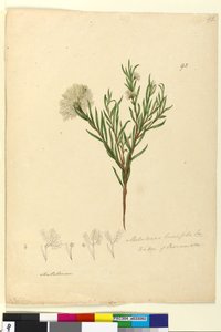 Pagina 92. Melaleuca linariifolia door John William Lewin