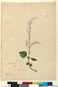 Pagina 96. Plectranthus australis