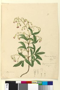 Pagina 99. Bignonia australisPandorea pandorana door John William Lewin