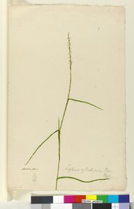 Pagina 9. Lepturus cylindricus, c.1803-06